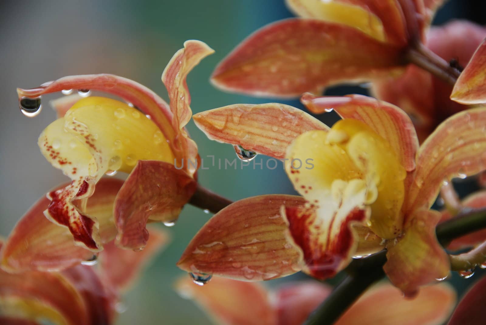 Close-up of an orchid