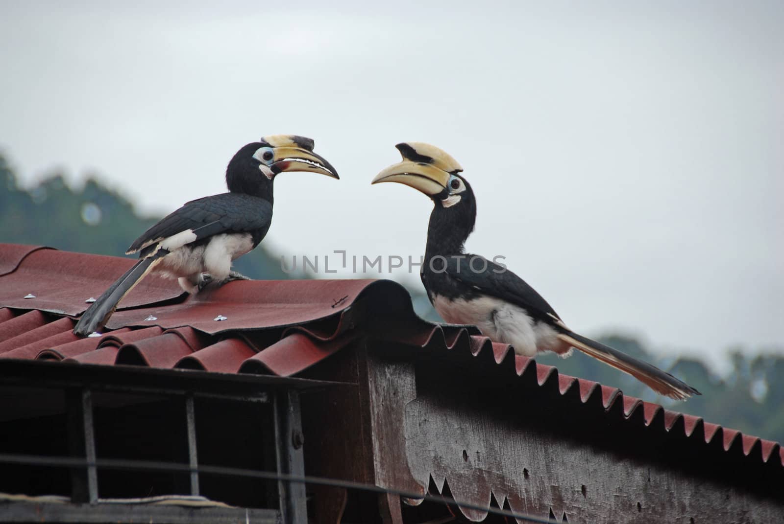Two hornbills on a roof
