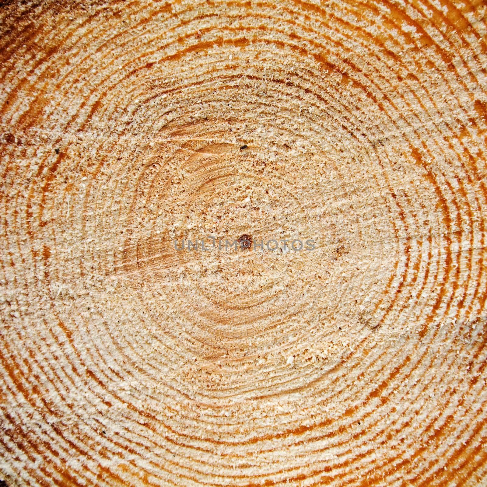 End face of a log made of a pine