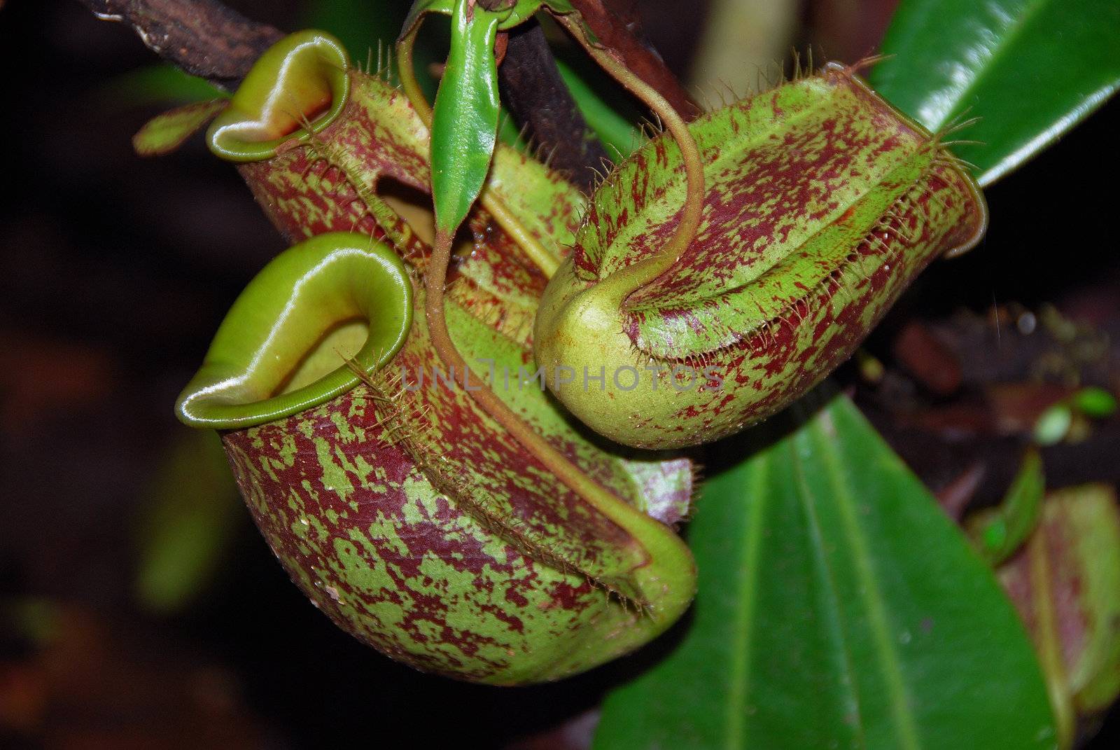 Close-up of a pitcher plant