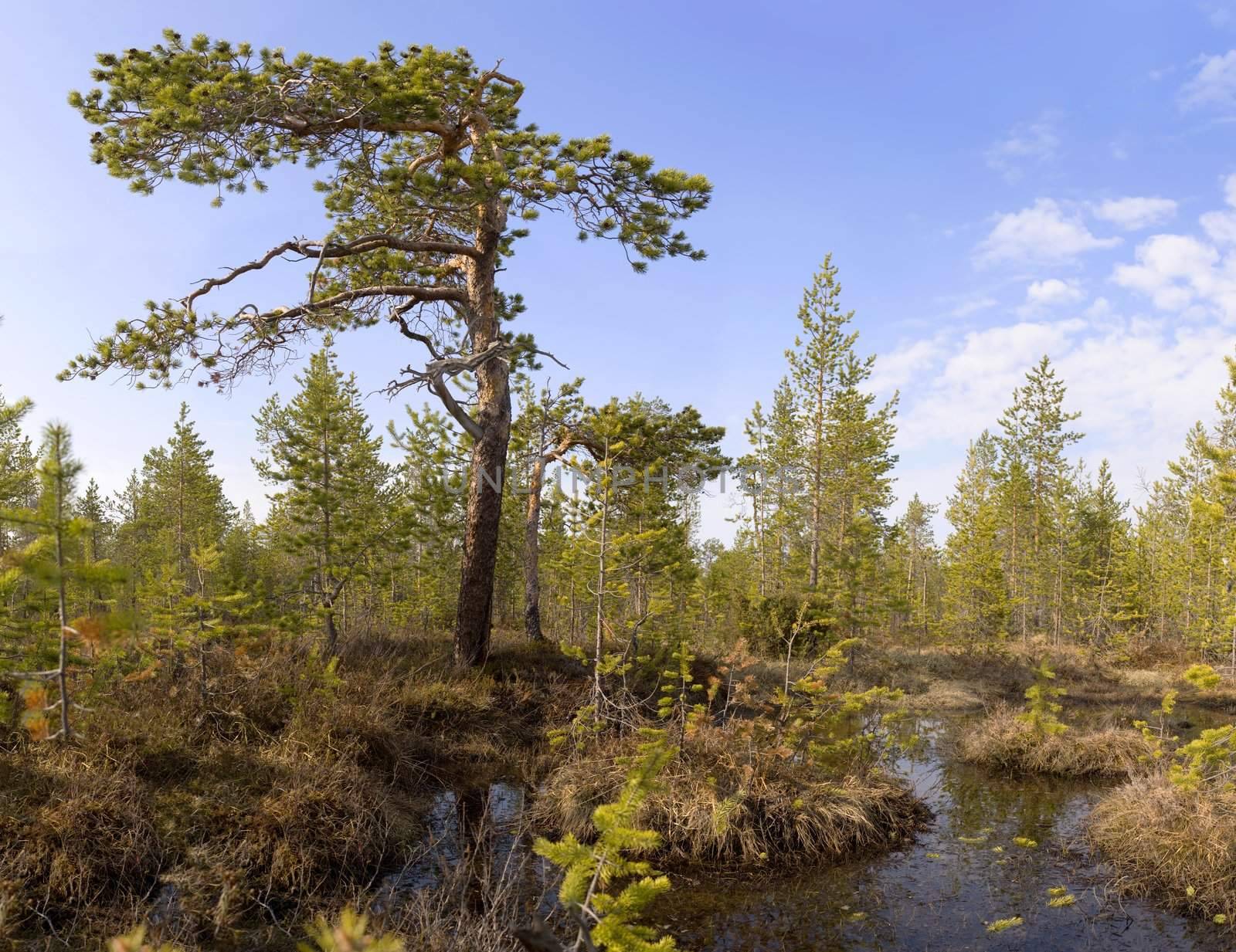 The pine growing among bog (northen country)