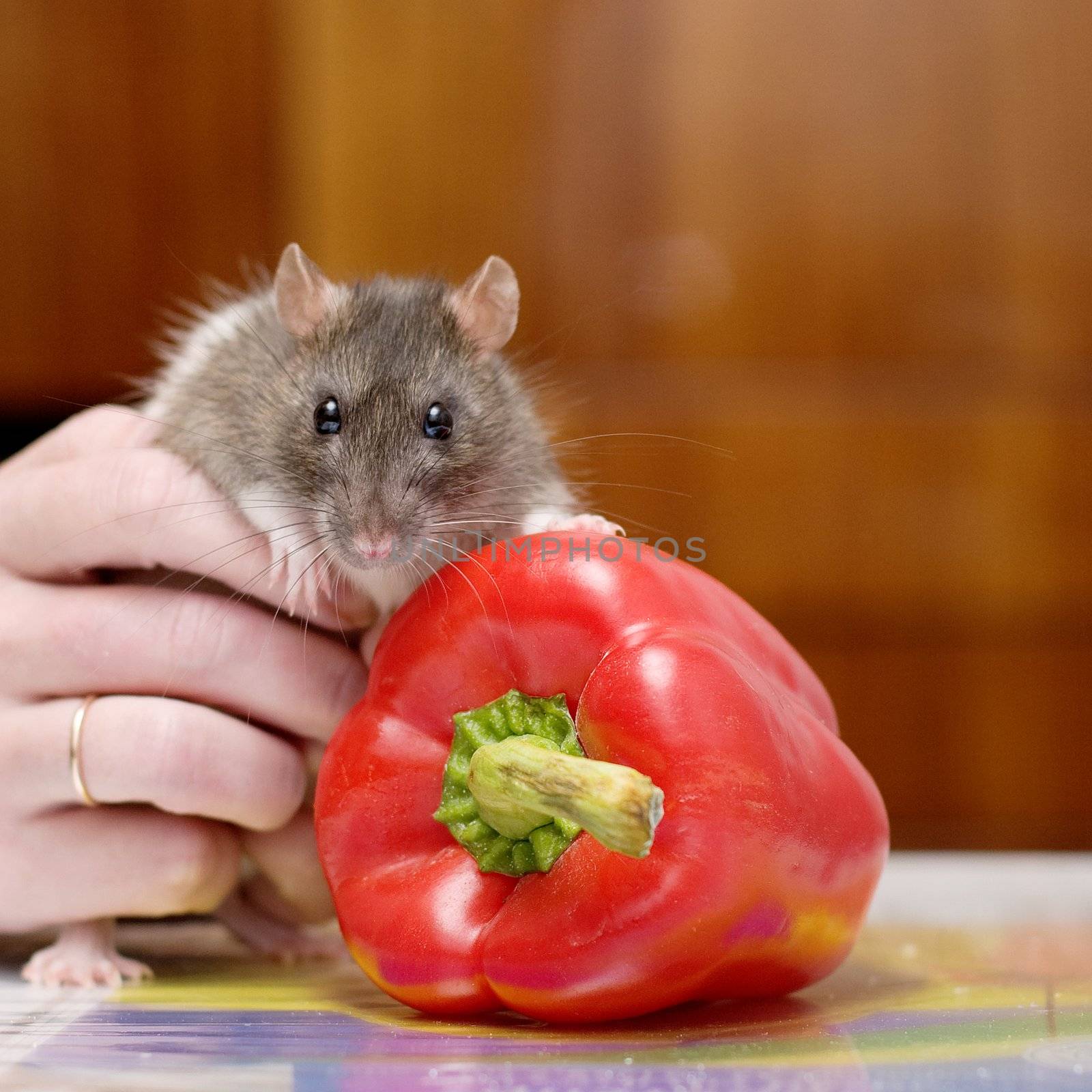Portrait of a rat with pepper