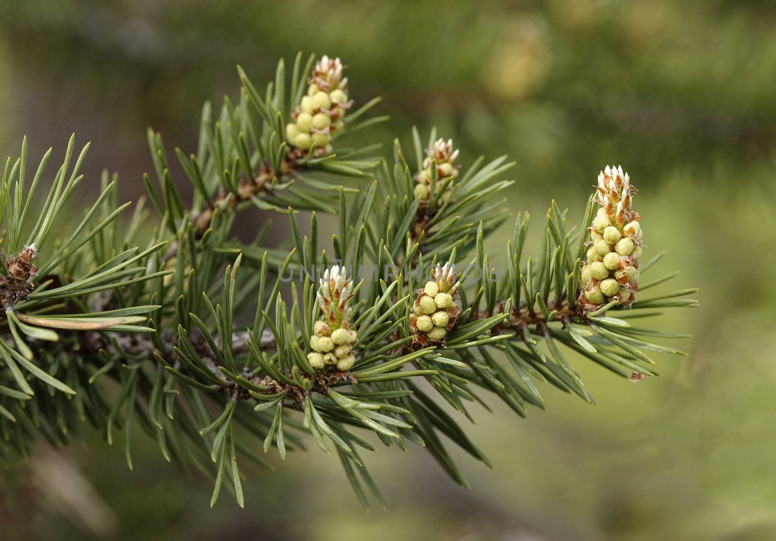 Young runaways of a pine in forest