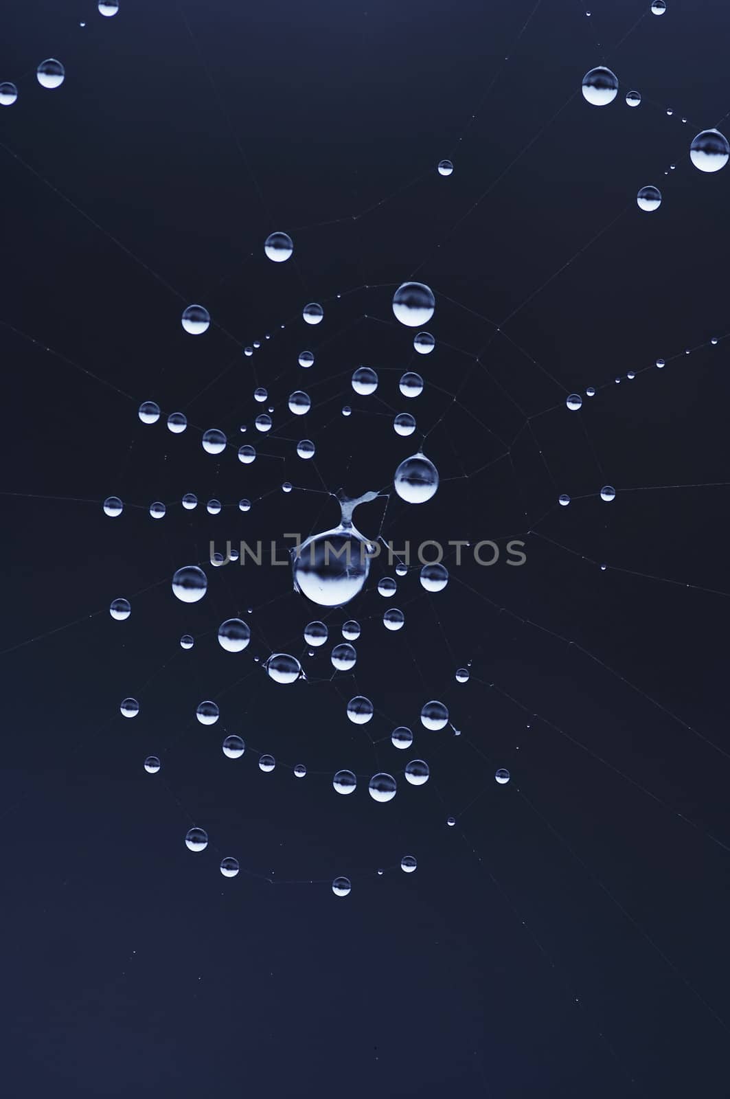 Close-up of the spider web wet with dew