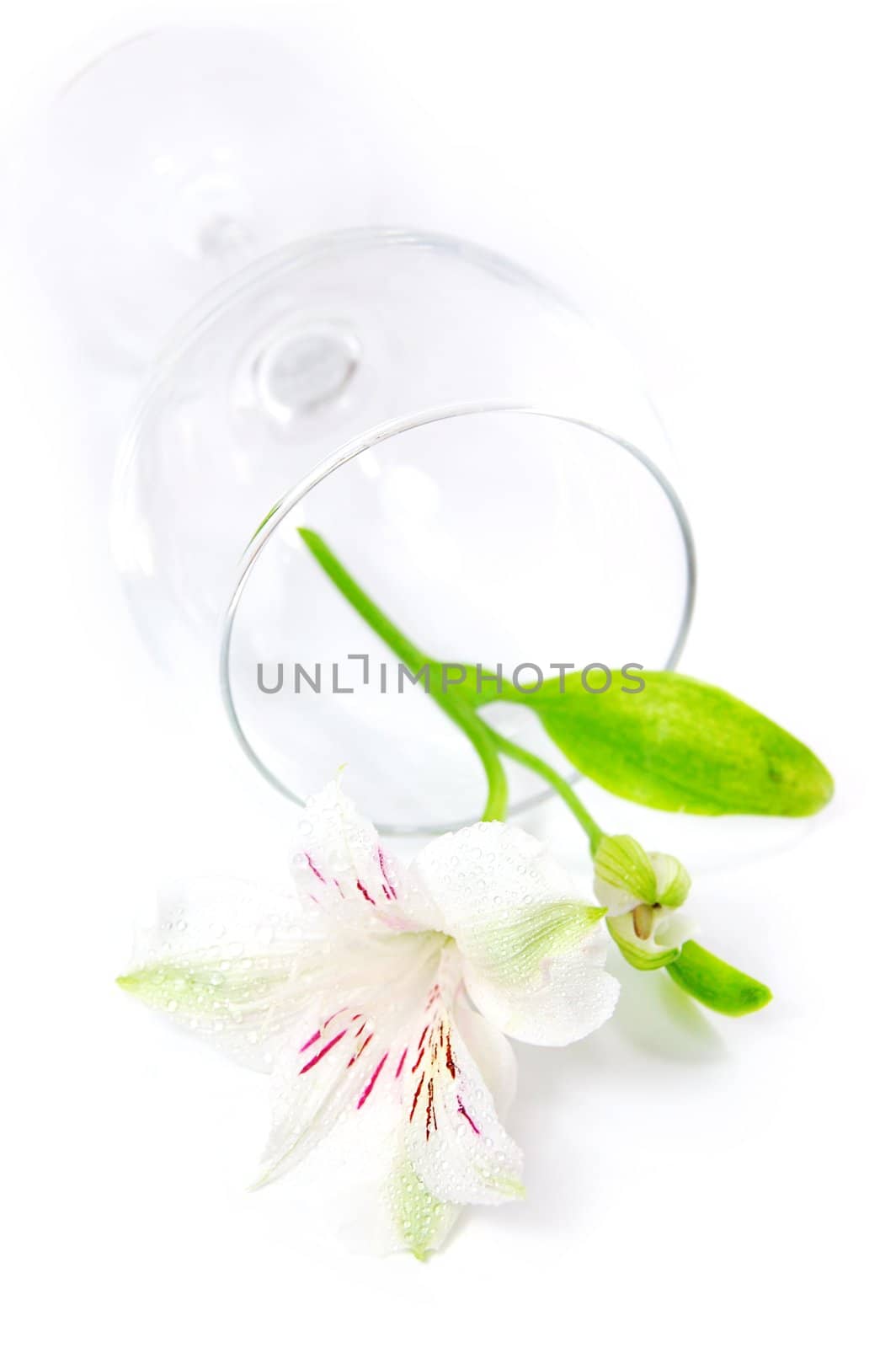 empty crystal glass with white amaryllis