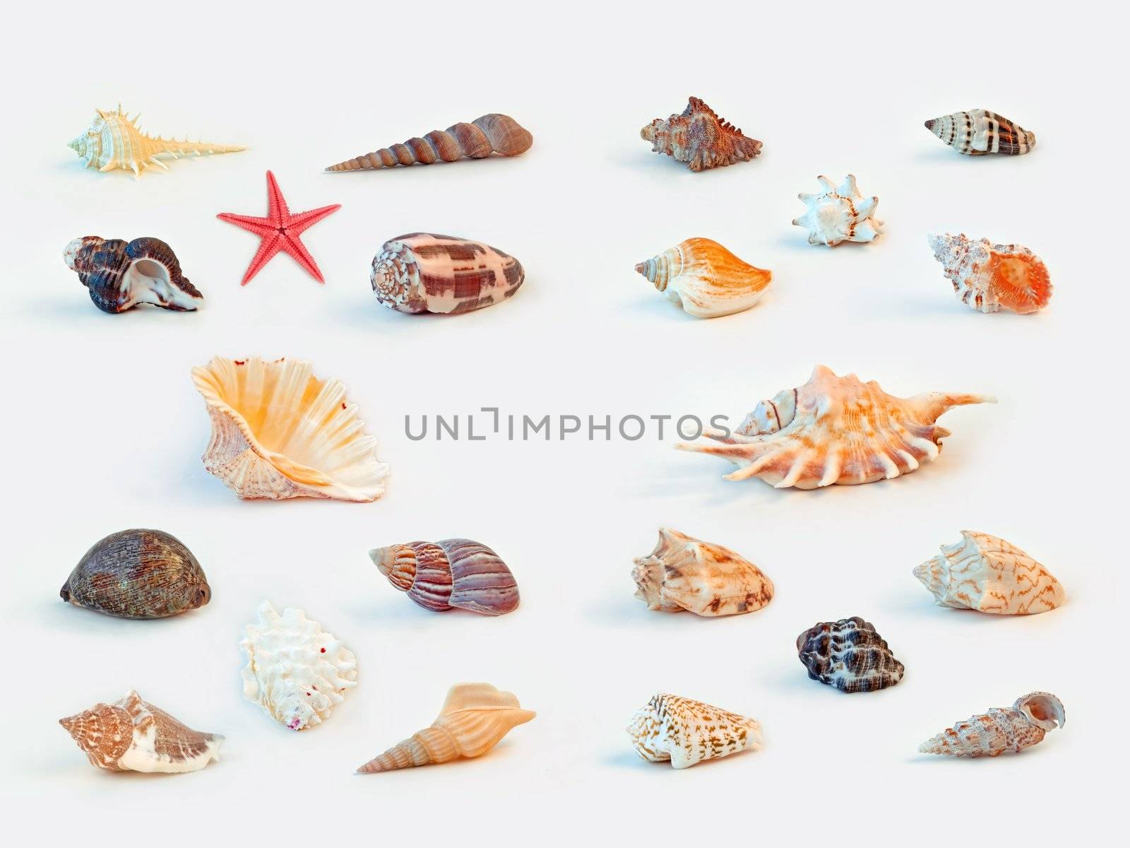 Collection of sea shells on white background