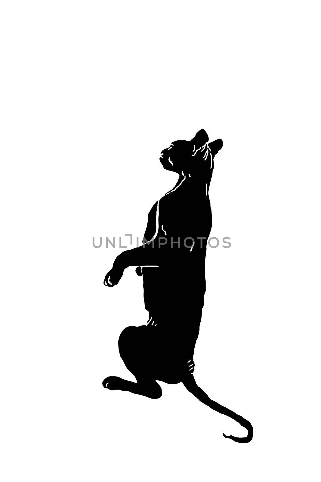 silhouette of a cat, a silhouette of the Sphinx, a black cat, pet, cat sitting