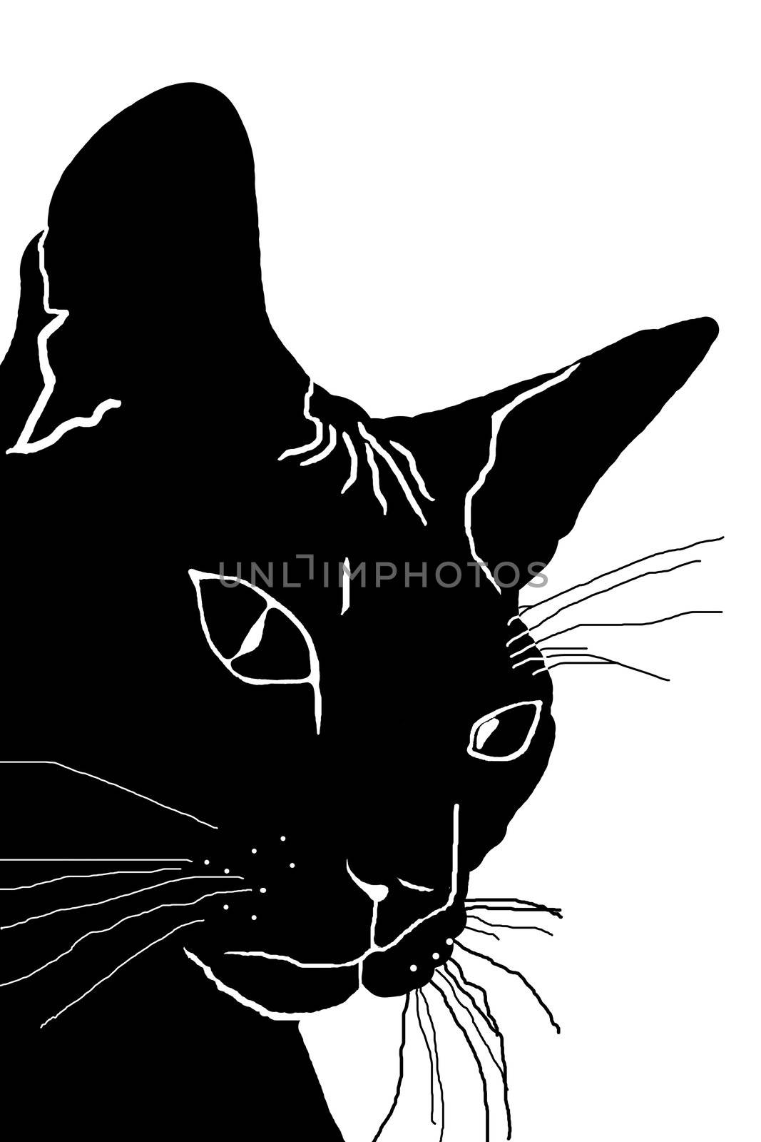 silhouette of the head of a cat, a black silhouette, white background, pet