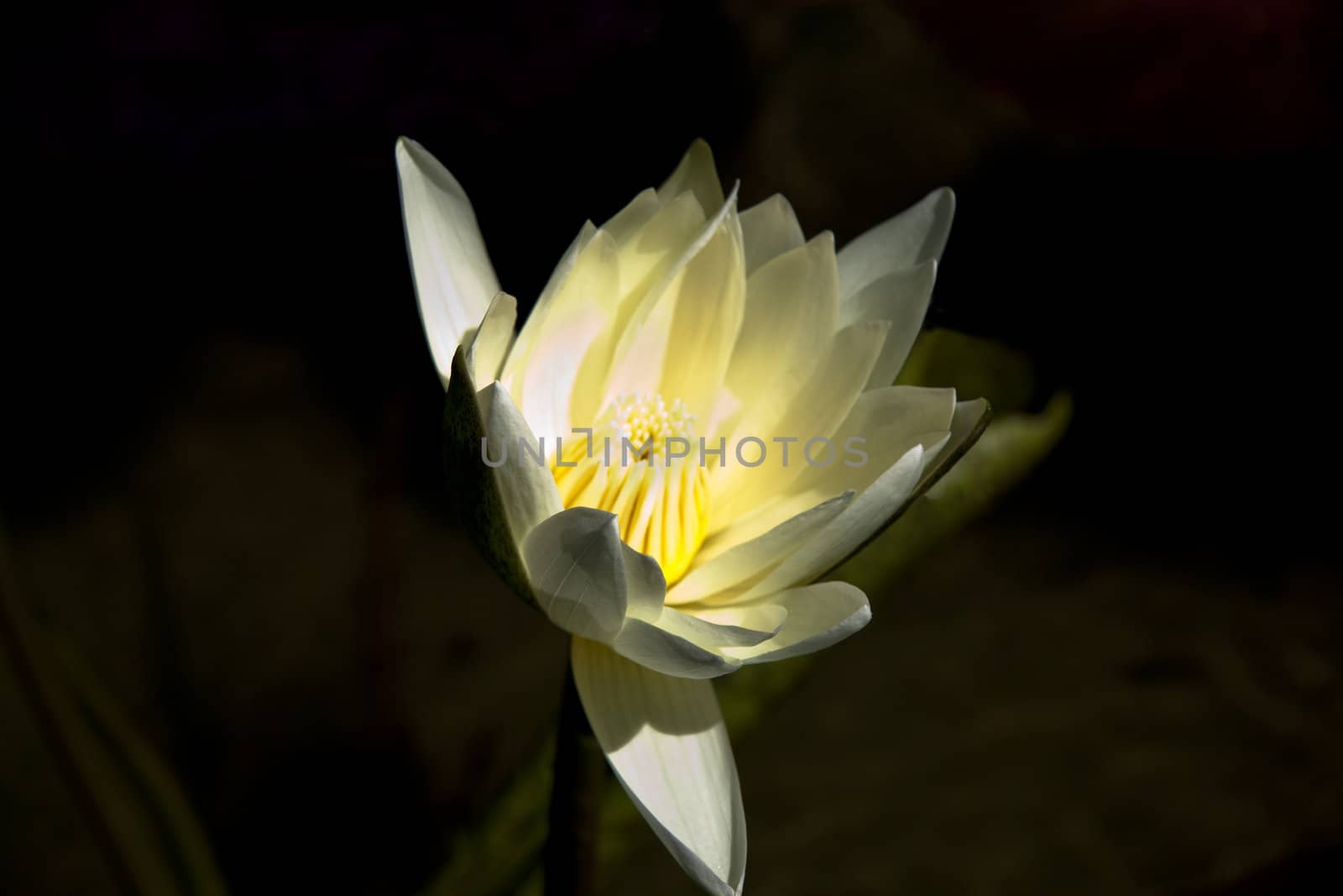 A white and yellow lily sitting in a pond of water