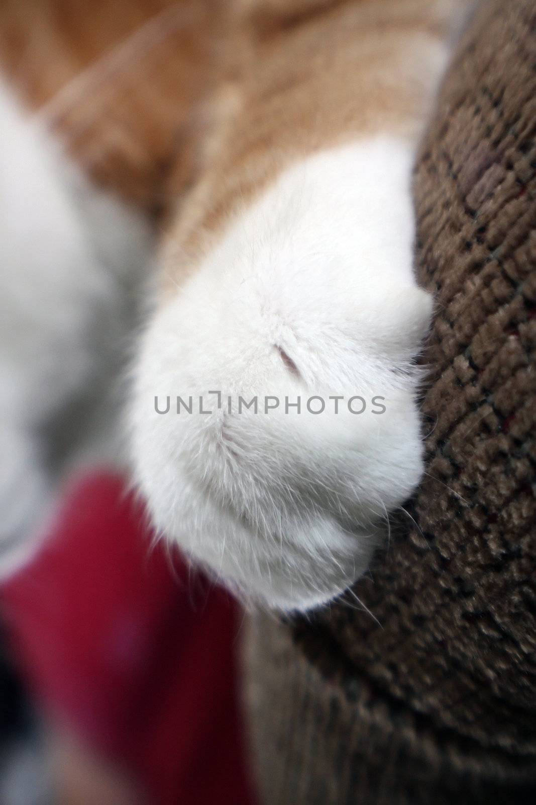 cat paw by amandaols