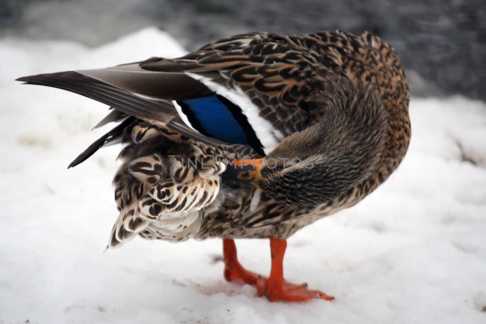female mallard duck by amandaols