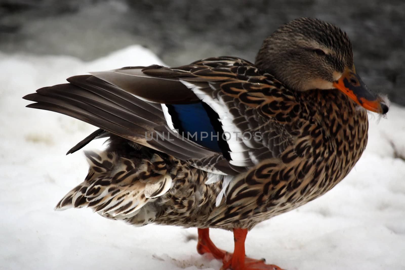 female mallard duck by amandaols