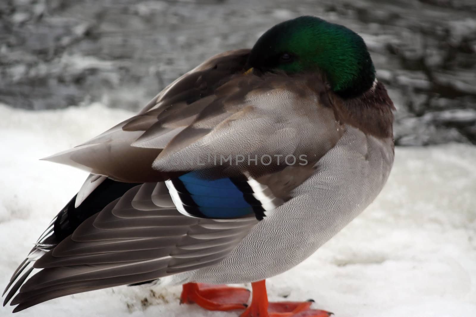 male mallard duck in the snow