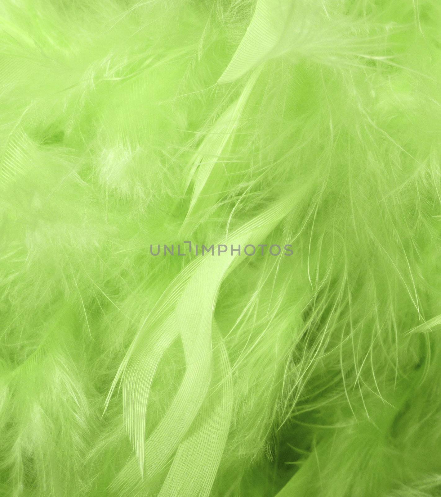 Green feathers by magraphics