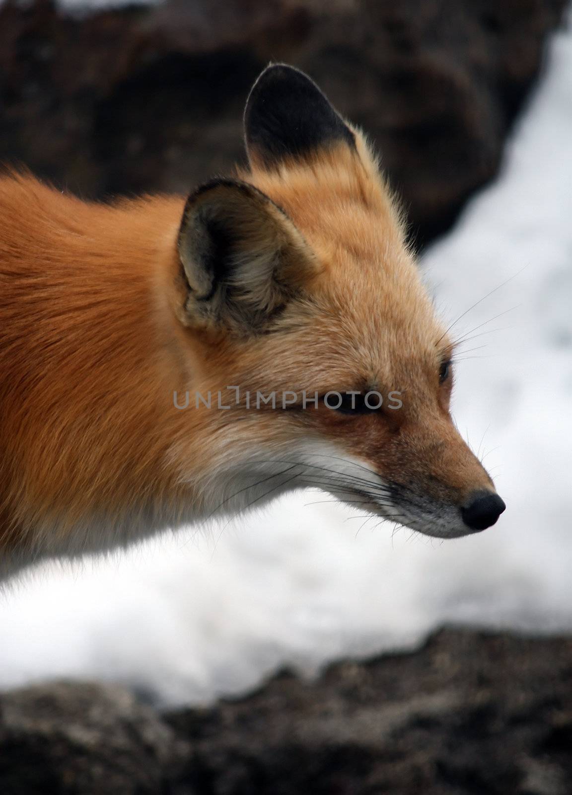red fox by amandaols