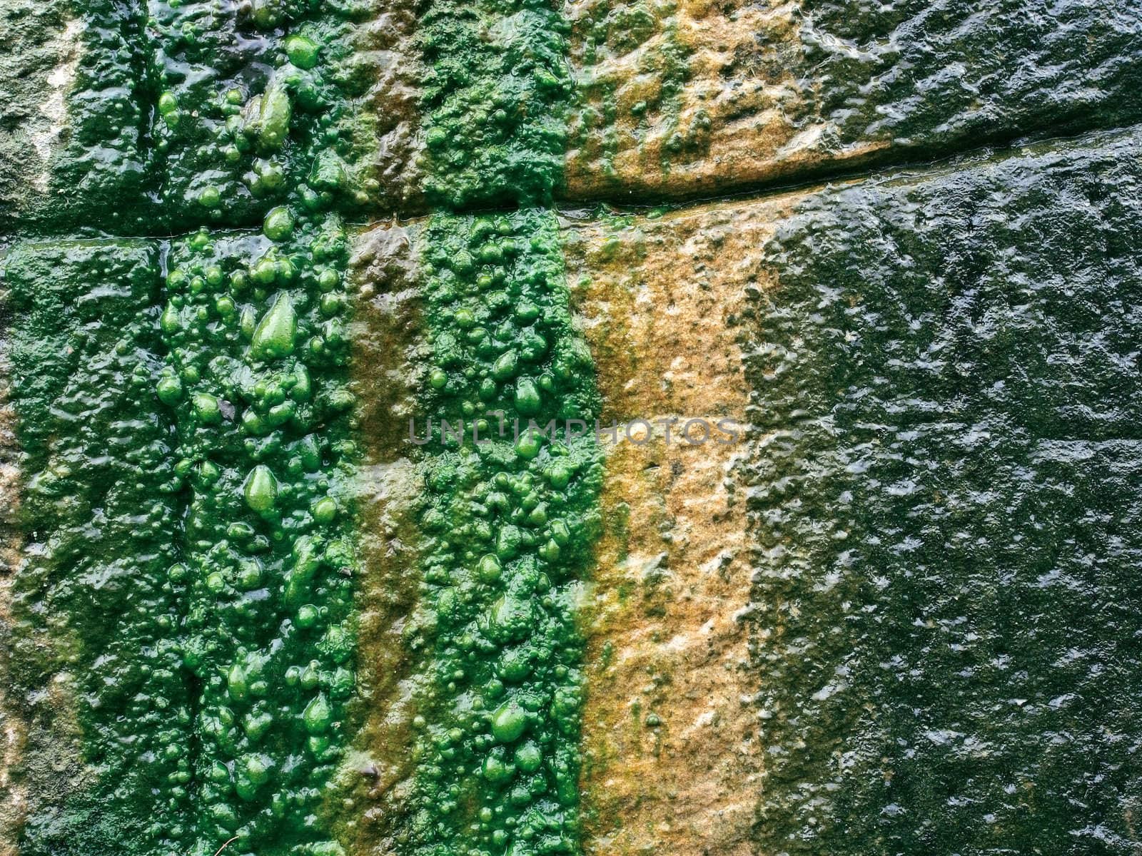 Background/textural image of water flowing down over algae growing on a rock wall.
