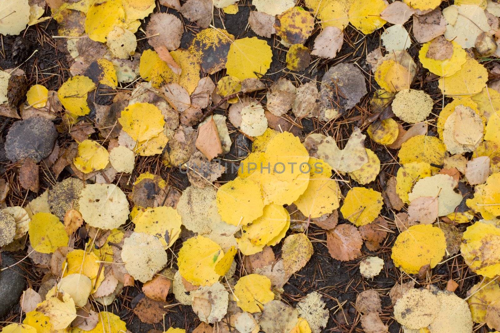 Yellow autumn leaves on a surface of the ground