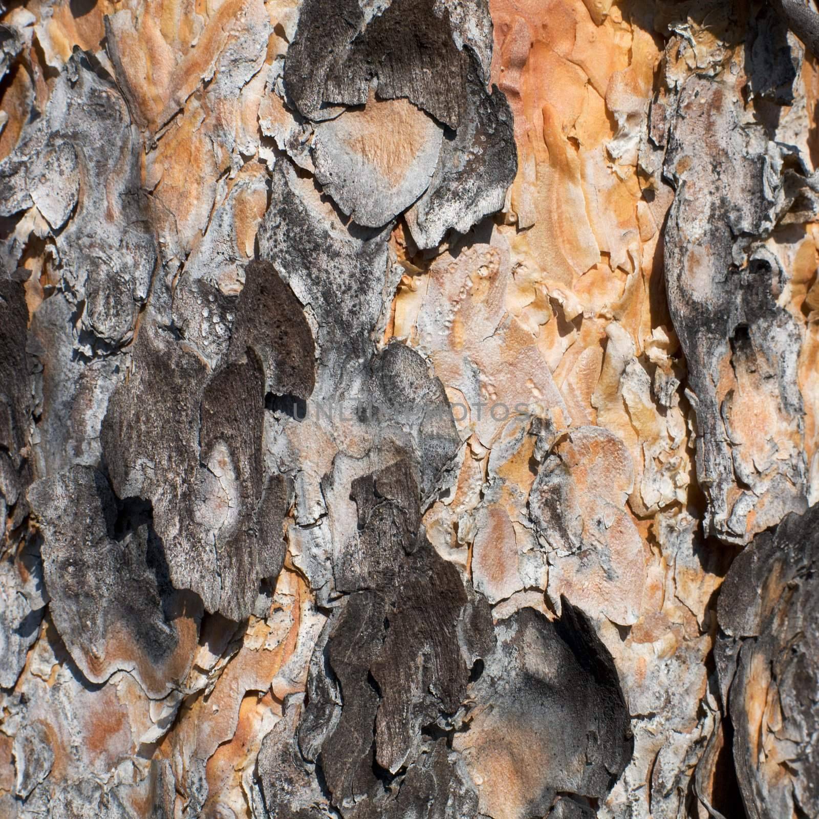 Surface of a pine bark (background)