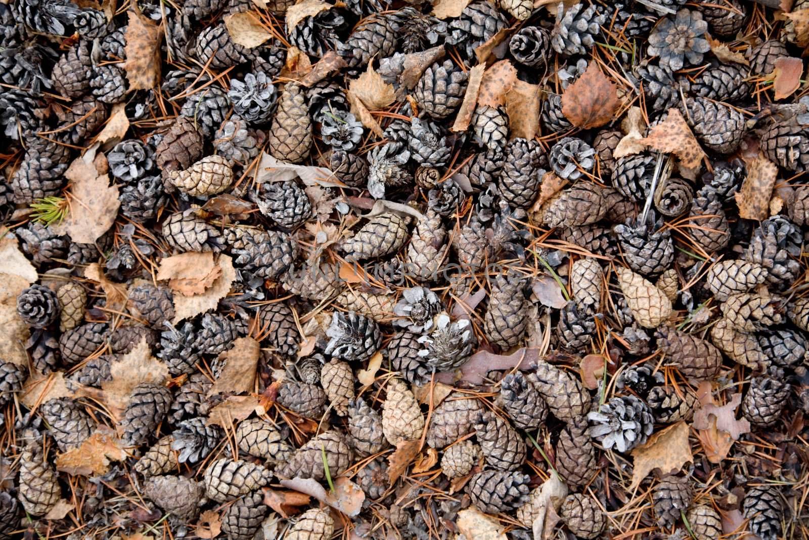 Pine cones by pzaxe