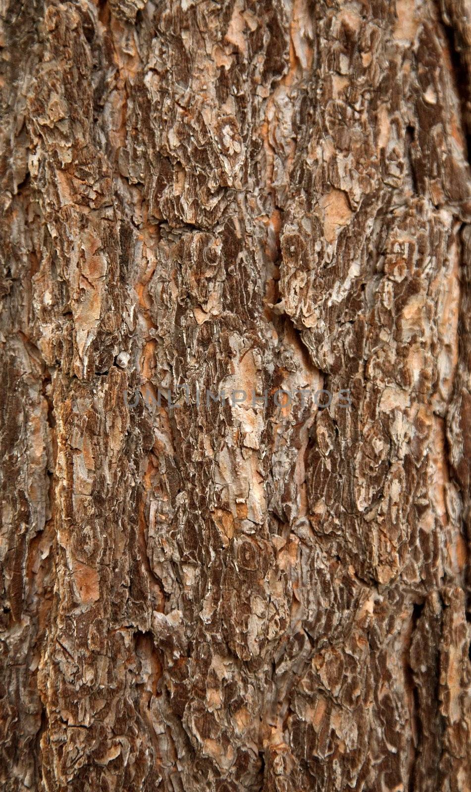 Surface of a pine bark by pzaxe
