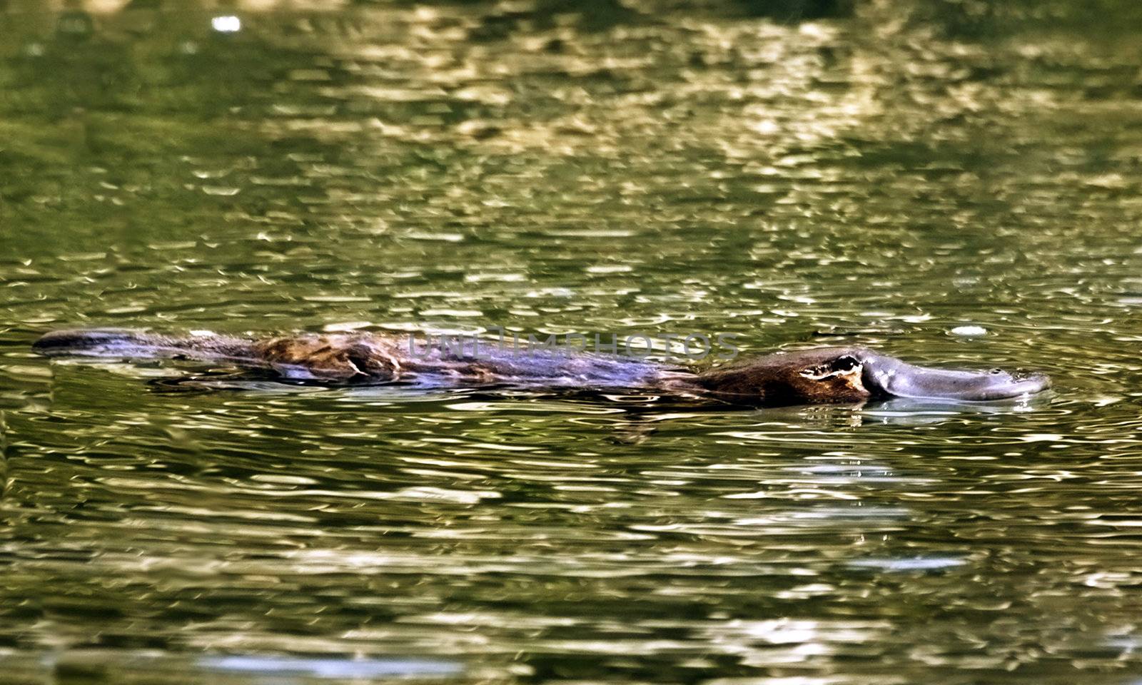 Platypus (Ornithorhynchus anatinus) on surface of creek  by Jaykayl