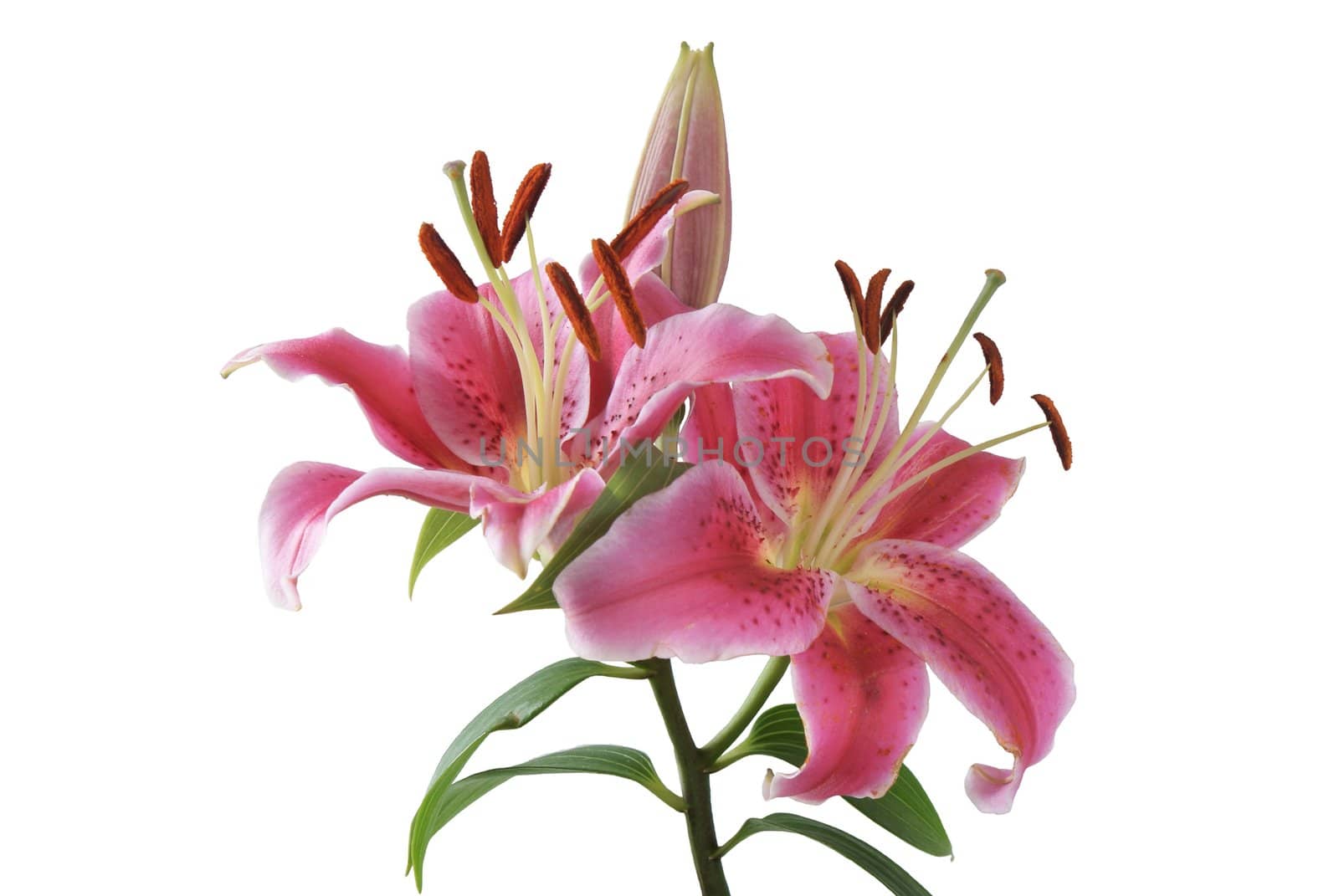 amaranthine and very sweet scented lilies