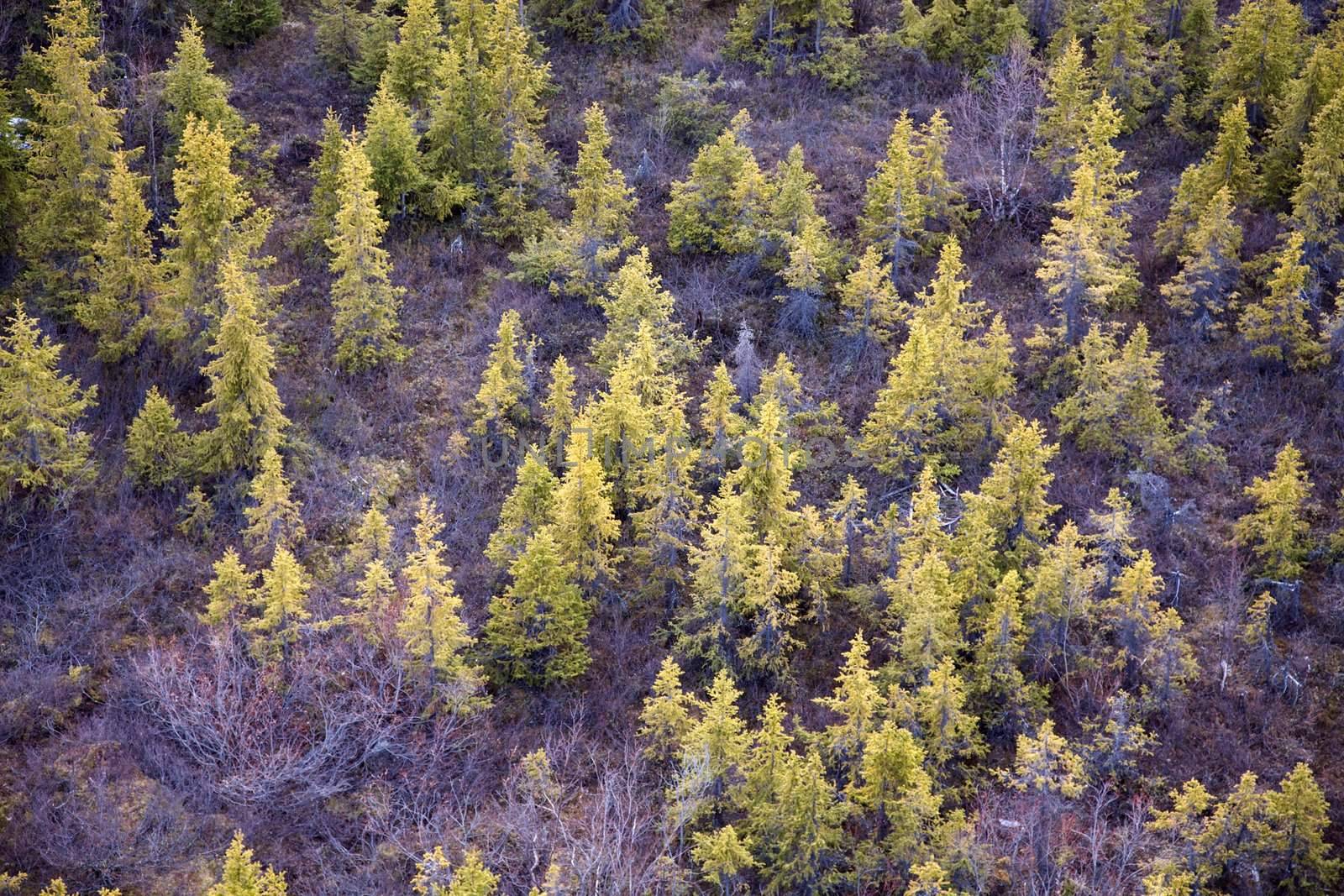 Young fir forest by pzaxe