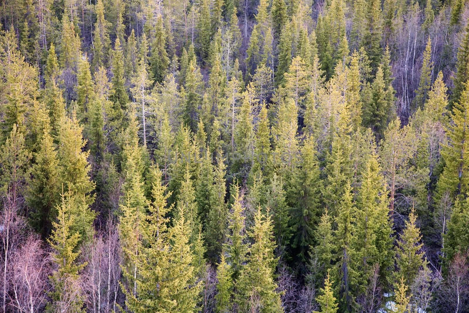 Young fir forest (background)