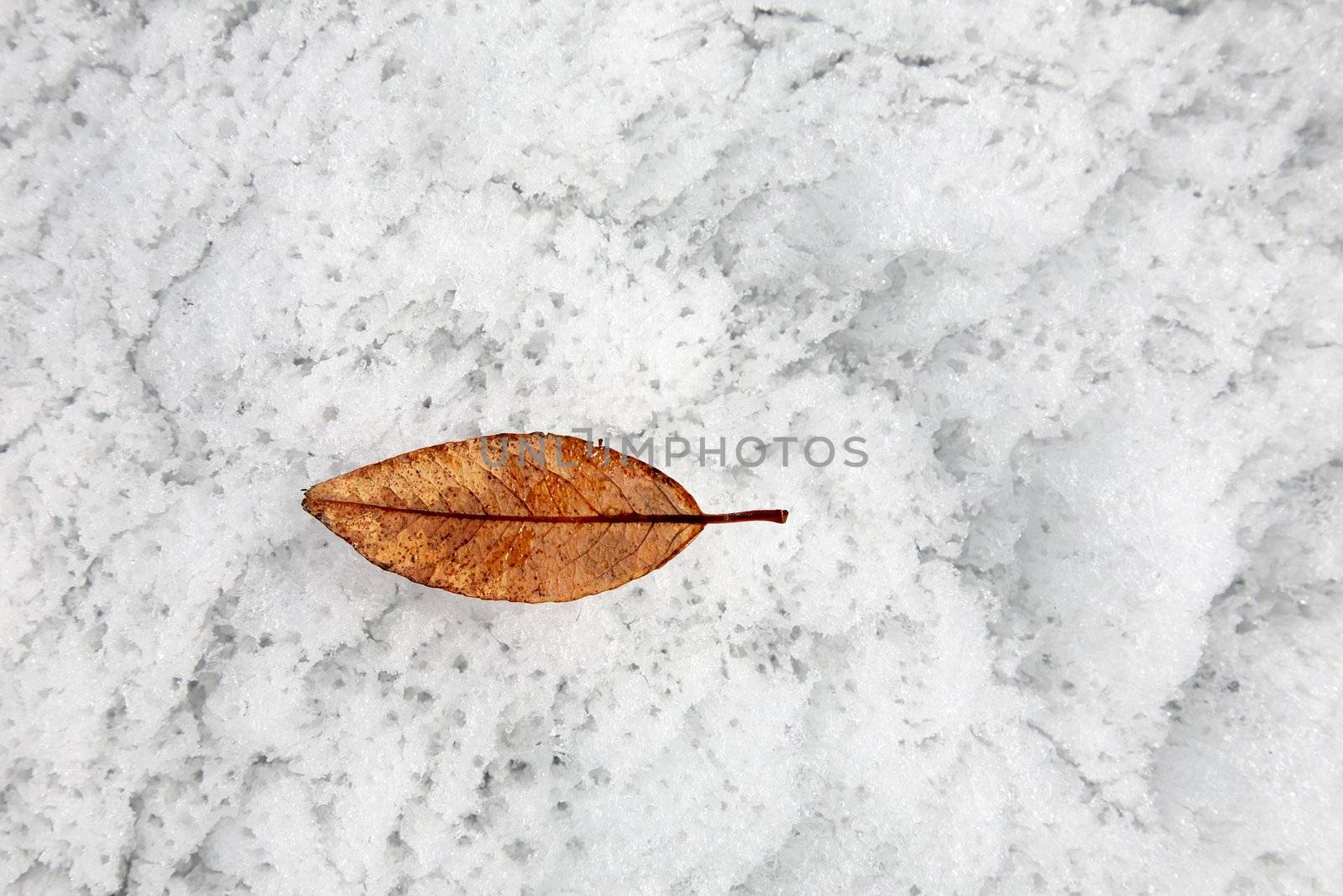 Surface of a spring with leaf