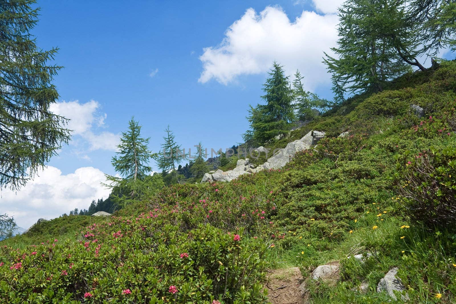 alpine flora by antonioscarpi