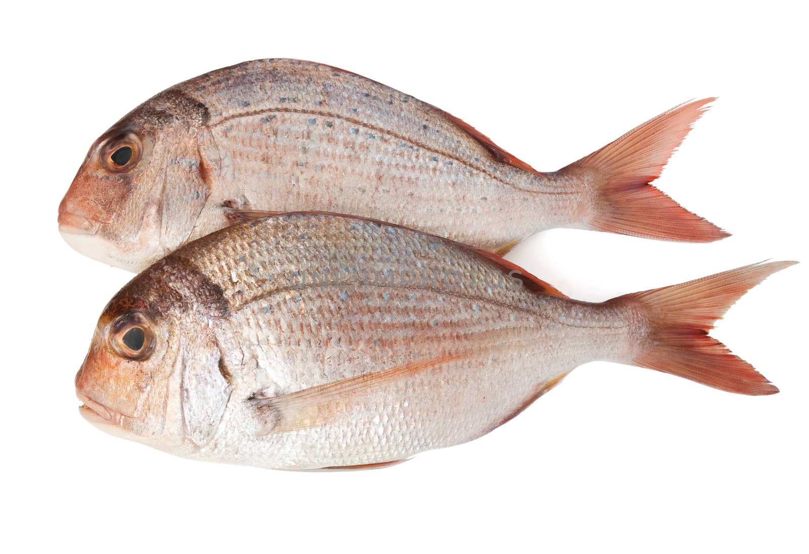 fresh pink sea bream (pagellus) isolated on white background 