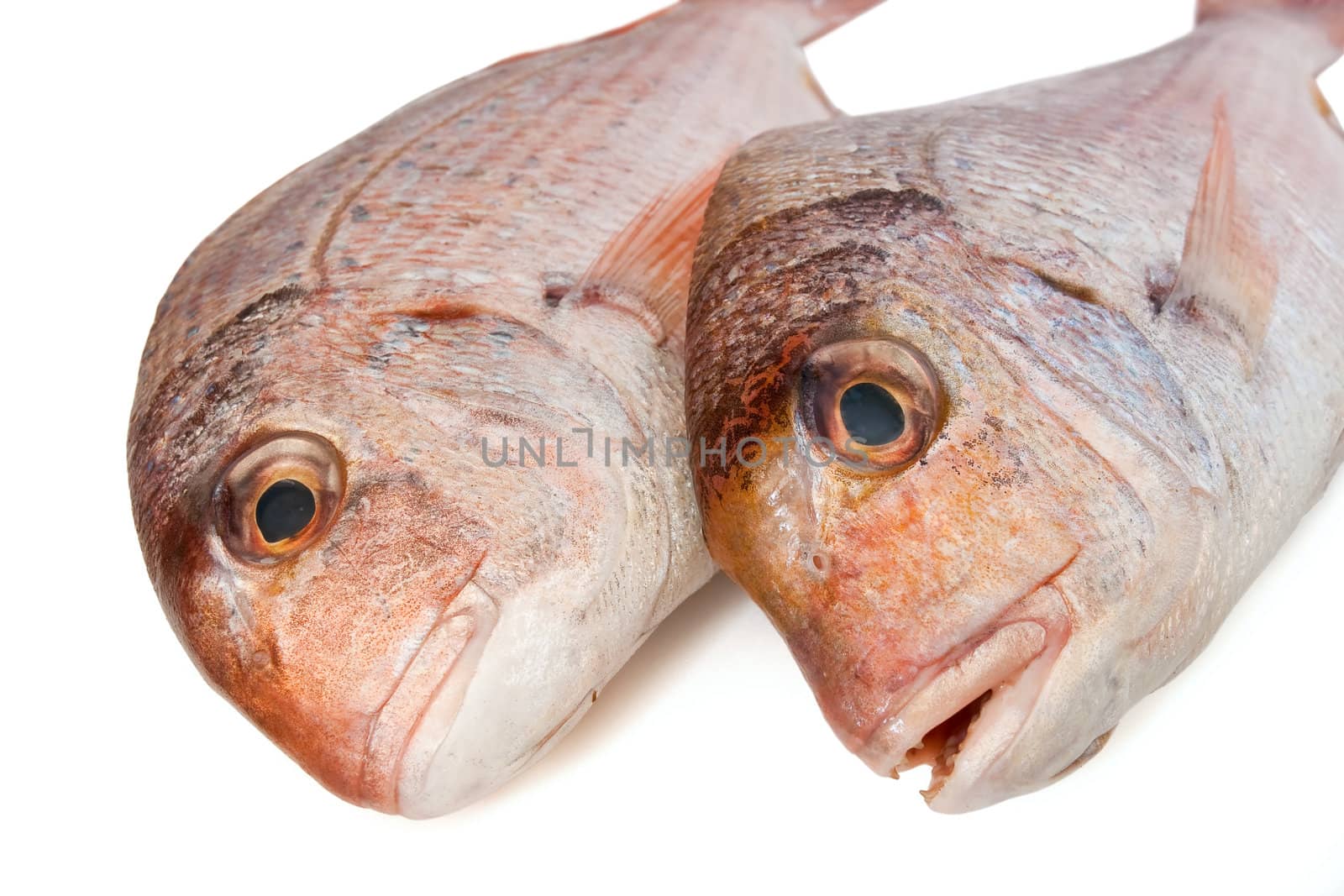 closeup of two pink sea bream (pagellus) isolated on white background 