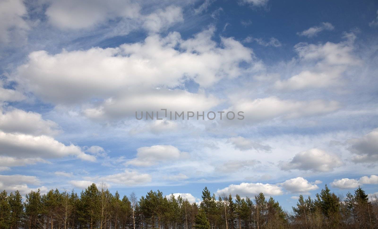 Blue cloudy sky above a wood