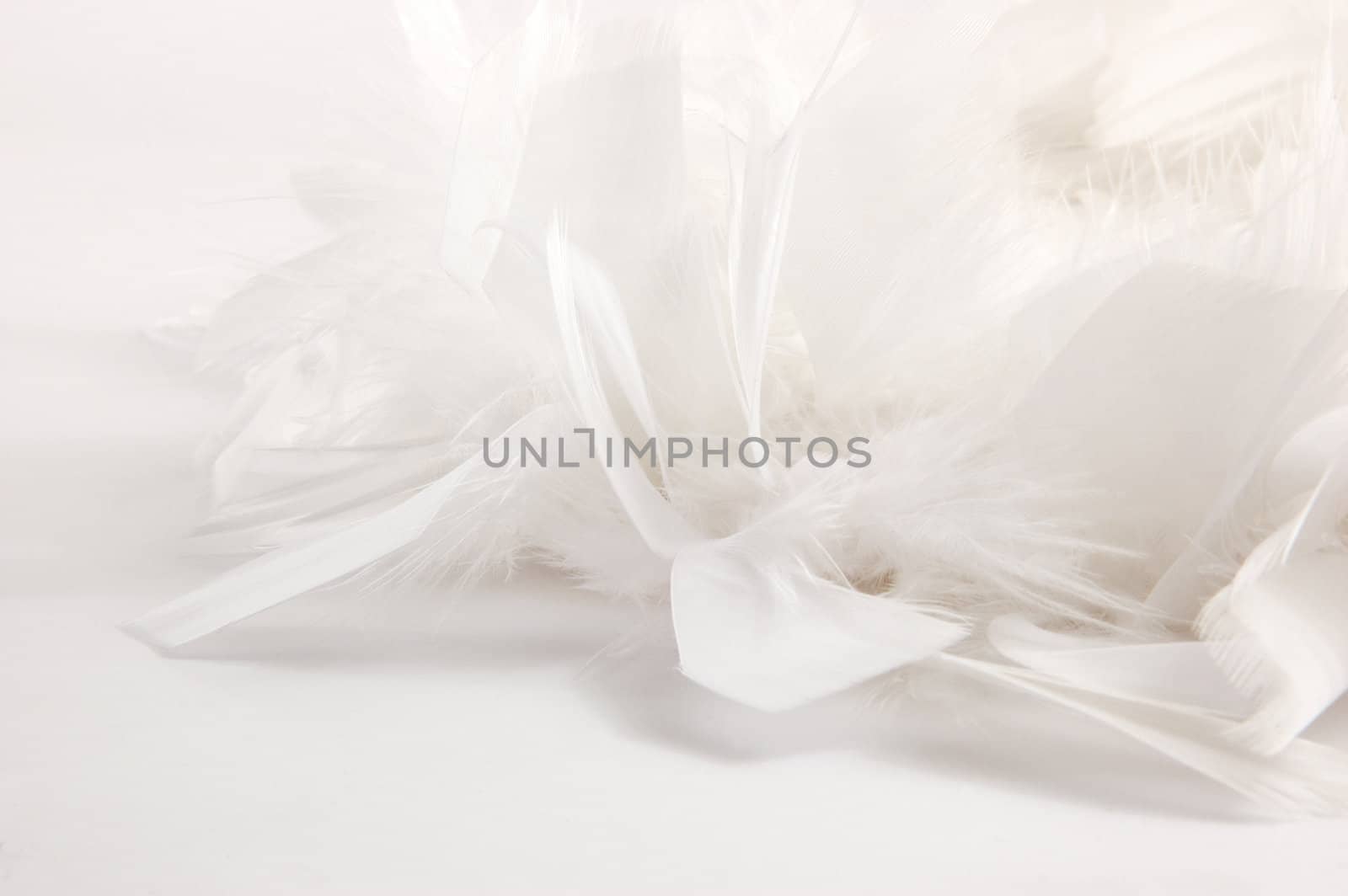 white feather background by maggiemolloy