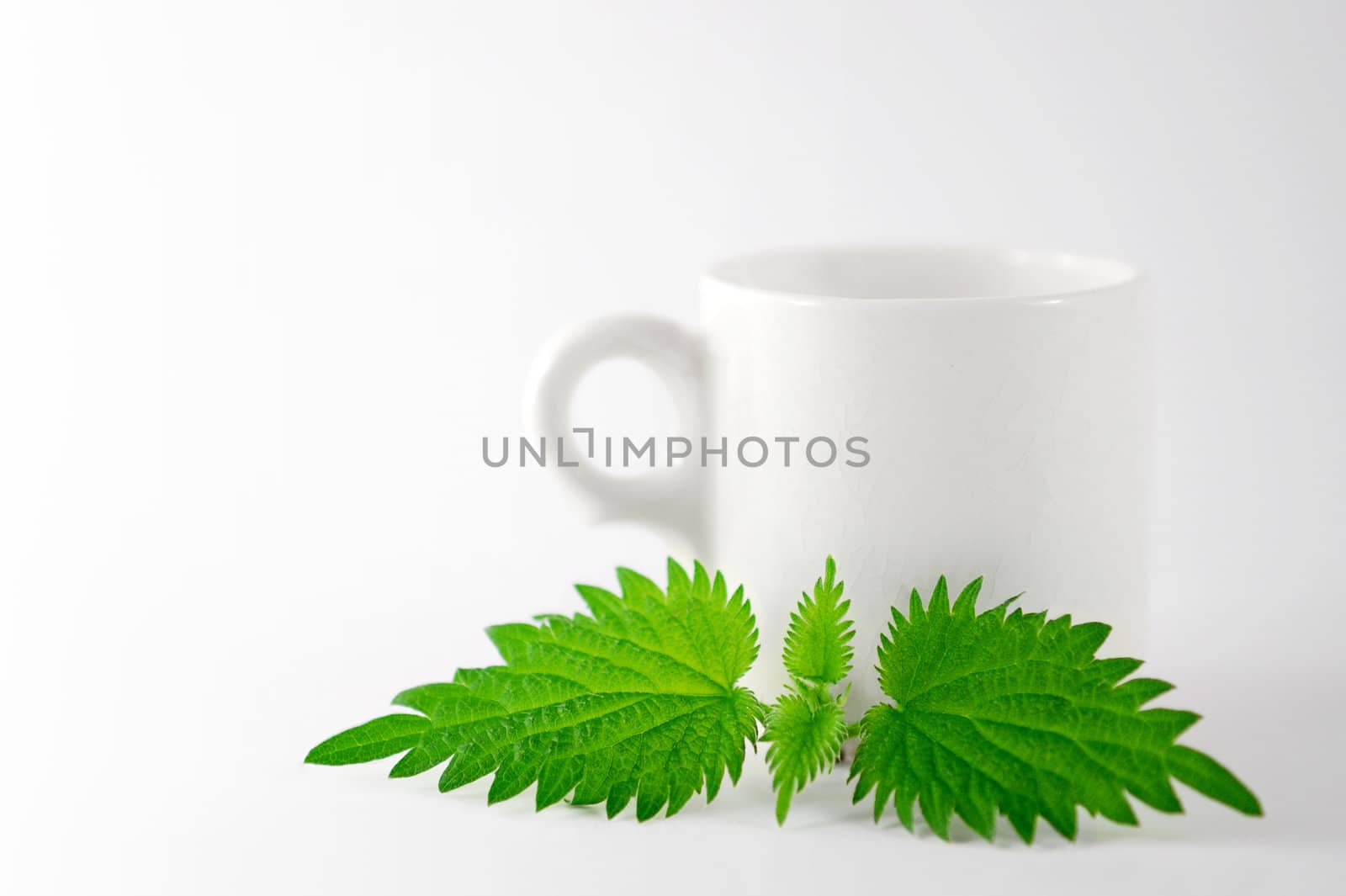 nettle leaf with tea cup background. shallow DOF, lots of copy space