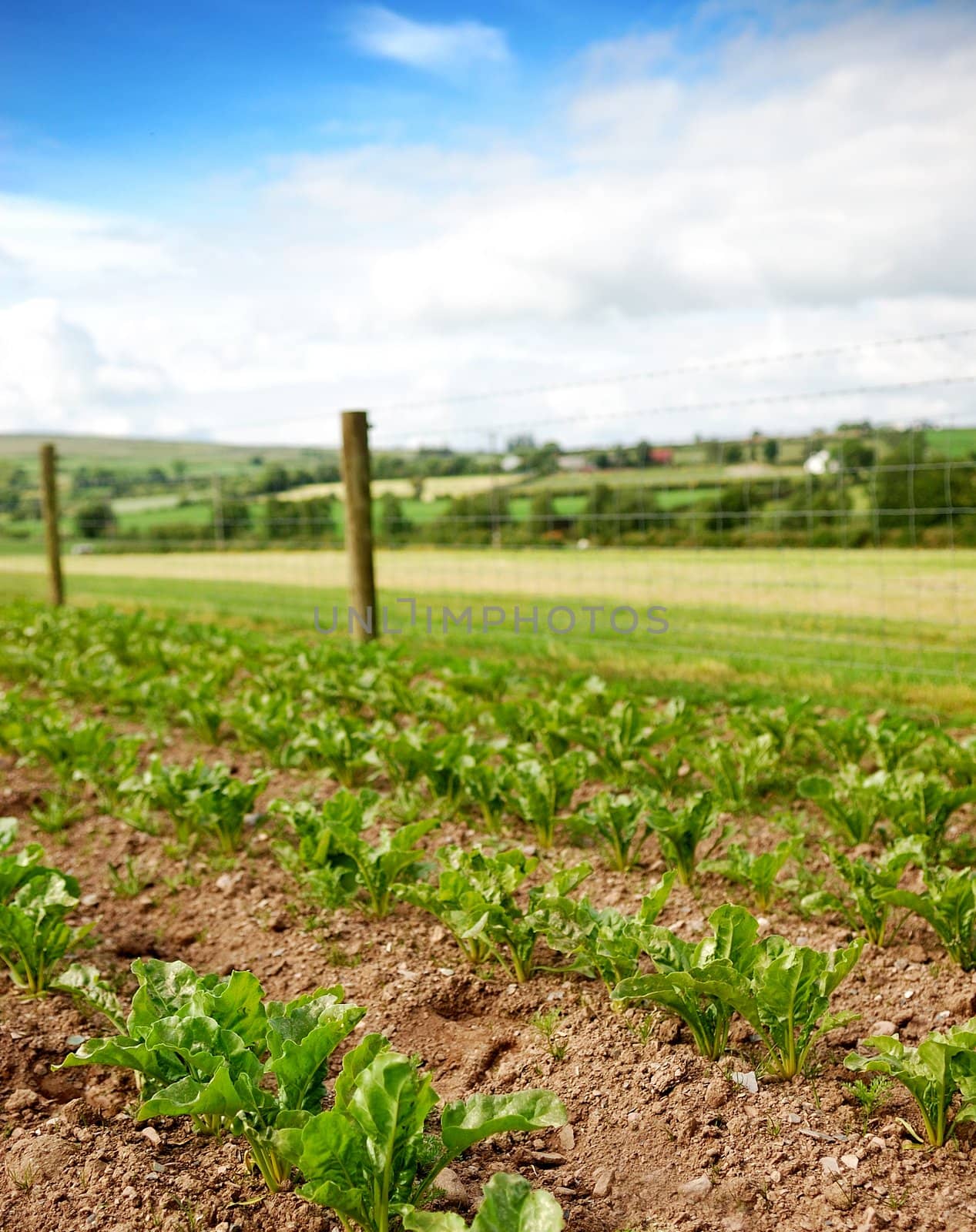 Drills of vegetables growing during summer time