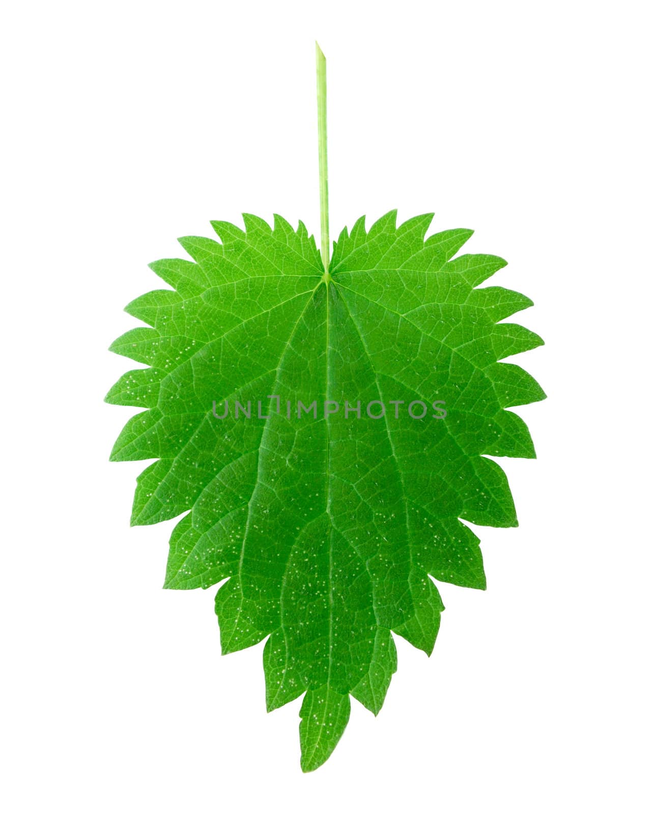 stinging nettle leaf isolated on white background