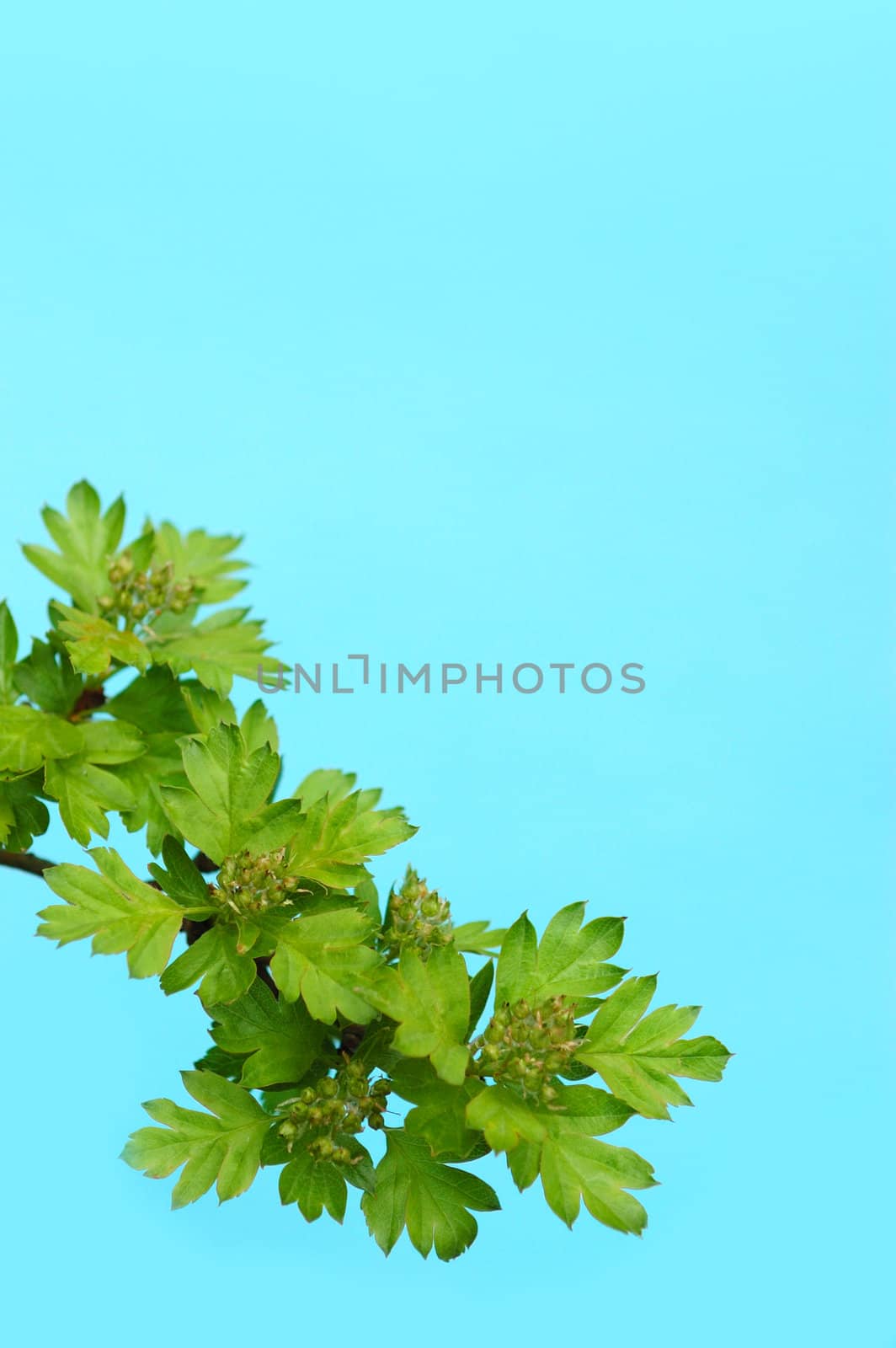 Whitethorn branch with spring blooms. Growth concept