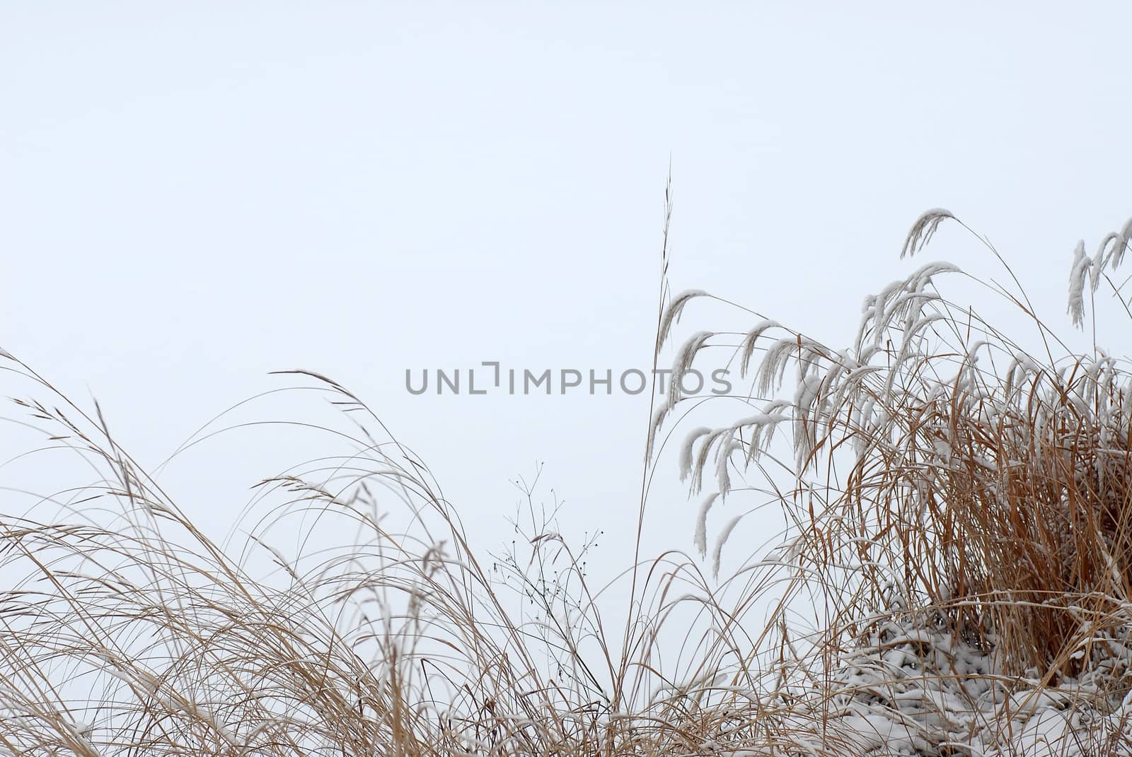 Dry tall grass straw on snowy background