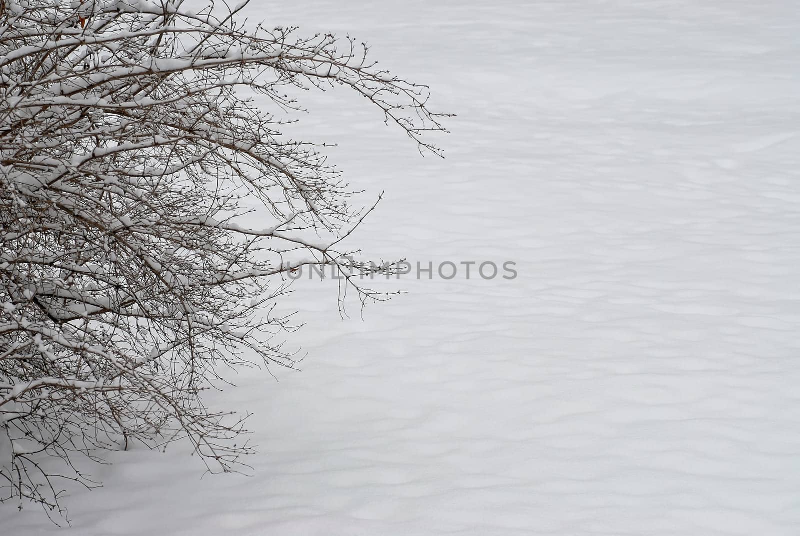 Plant on winter snowy background