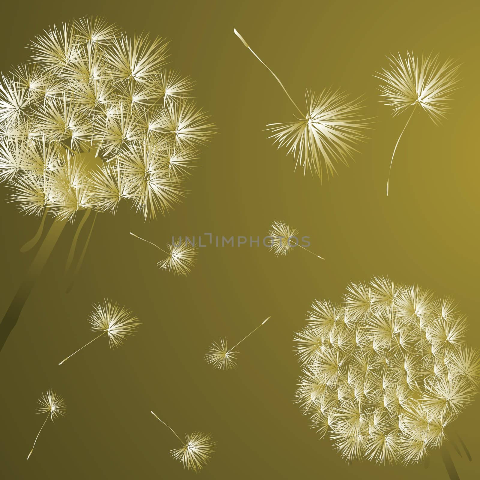 Dandelions by Lirch
