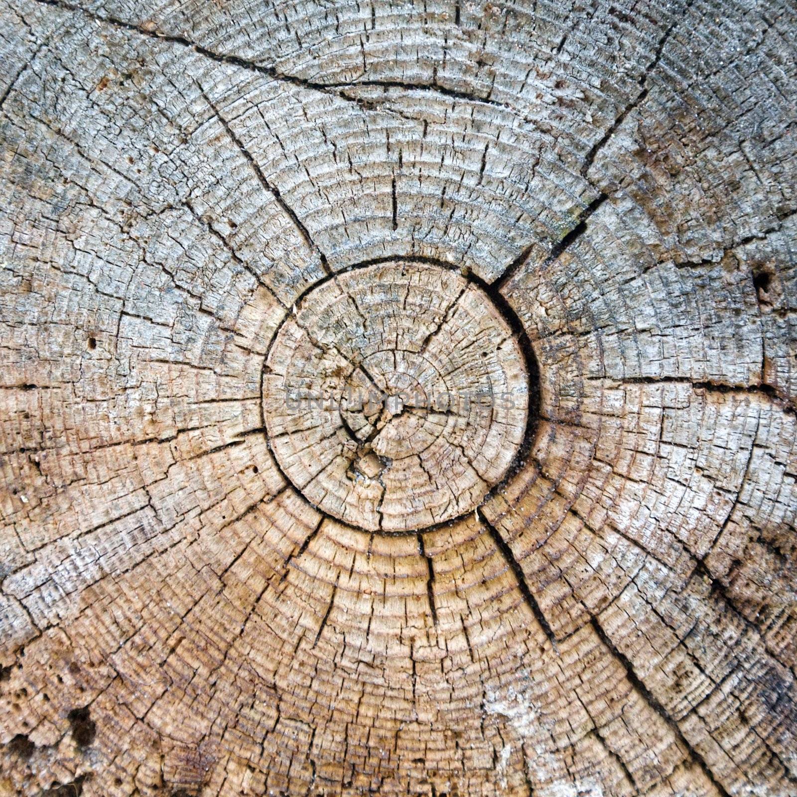 Cut of a trunk of an old tree