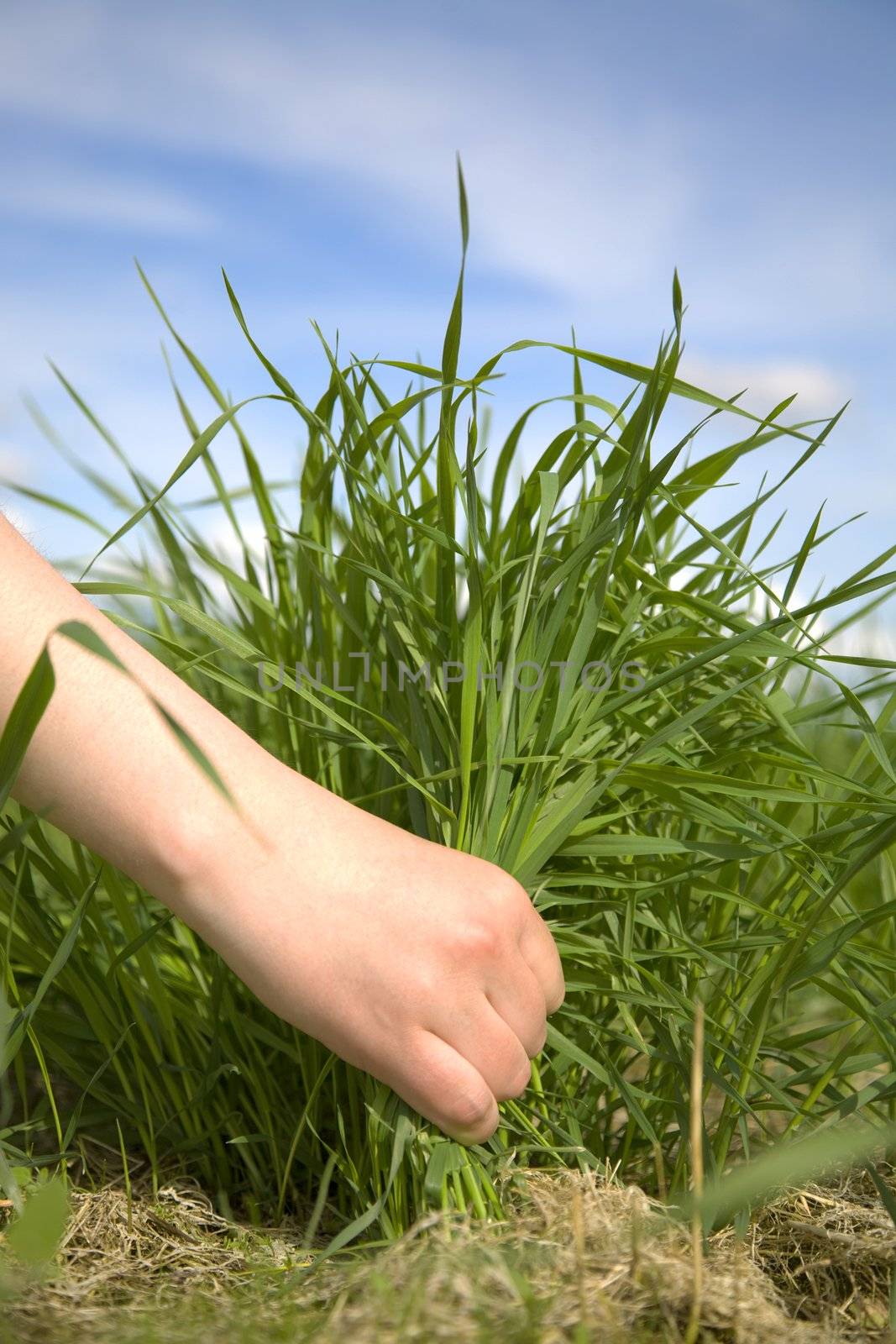 Hand tearing a green grass