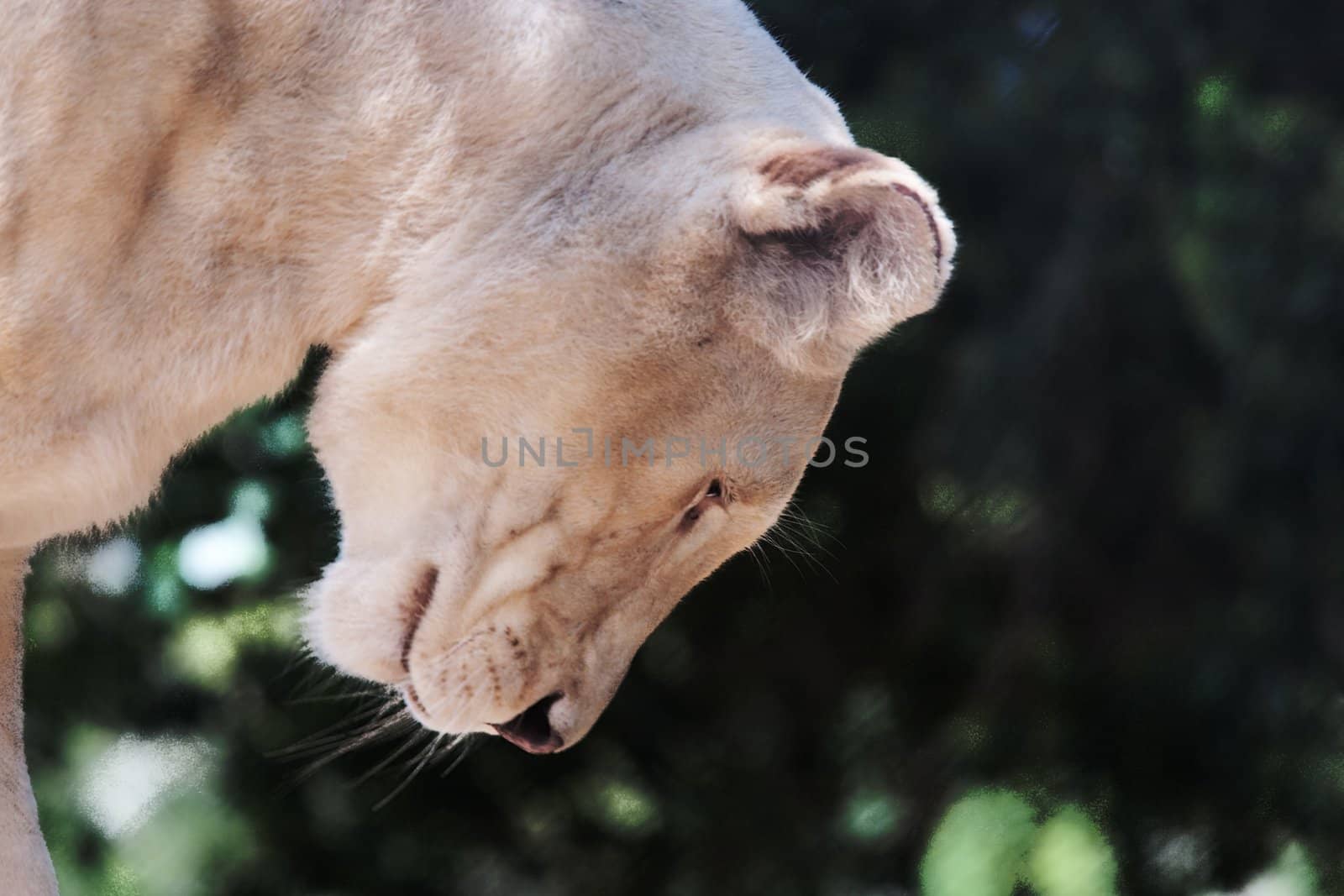 Close up headshot of a female lioness looking down