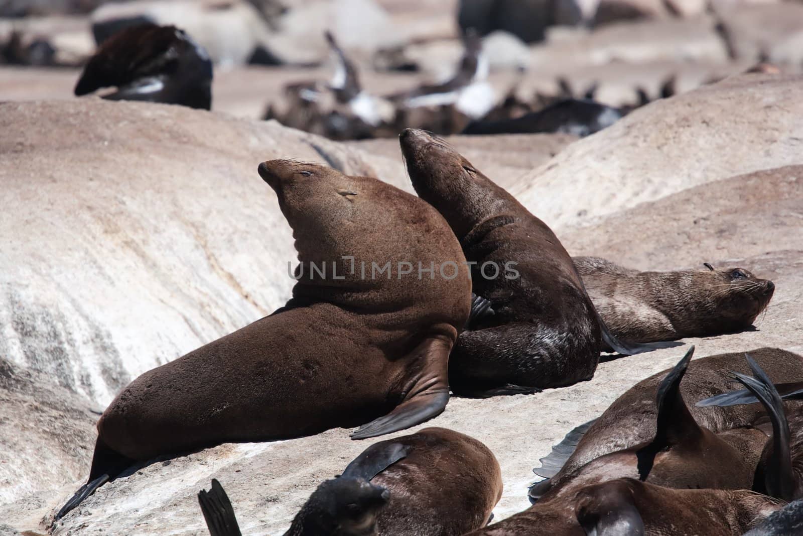 Portrait of a groups of seals basking on a rock in the sun