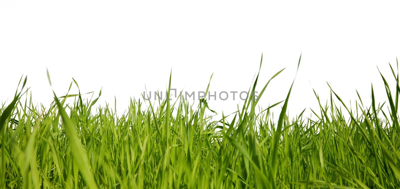 Green grass by pzaxe