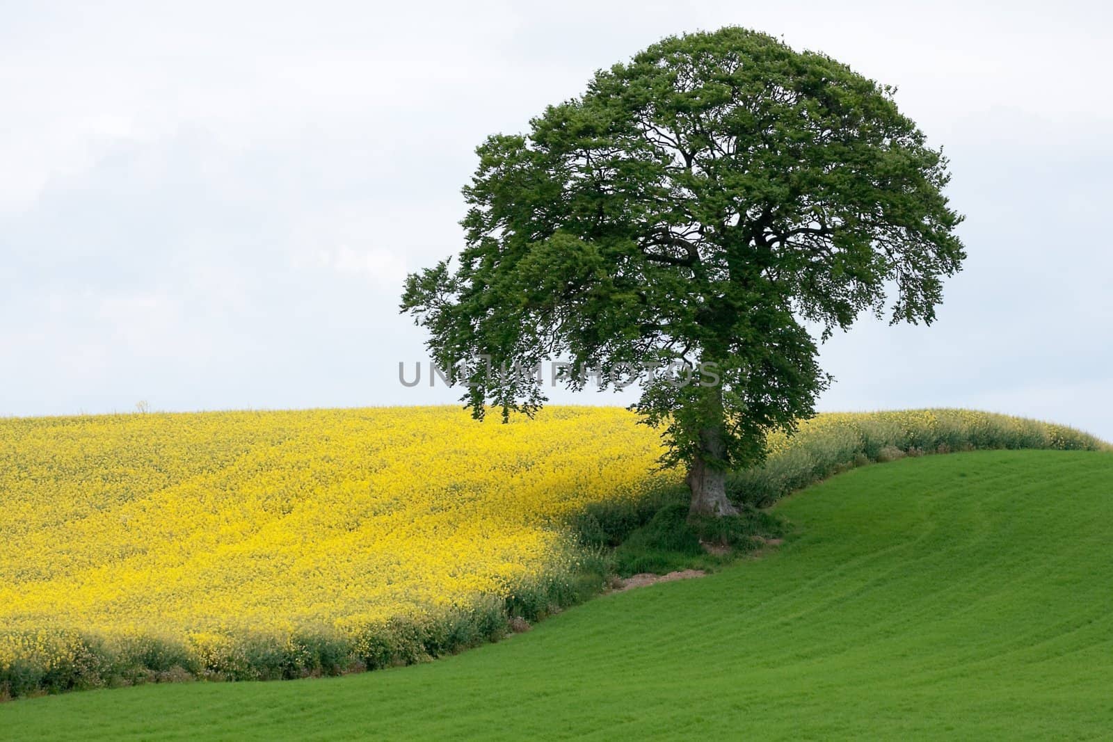 Tree in a landscape of green and yellow field of rape seed flowers