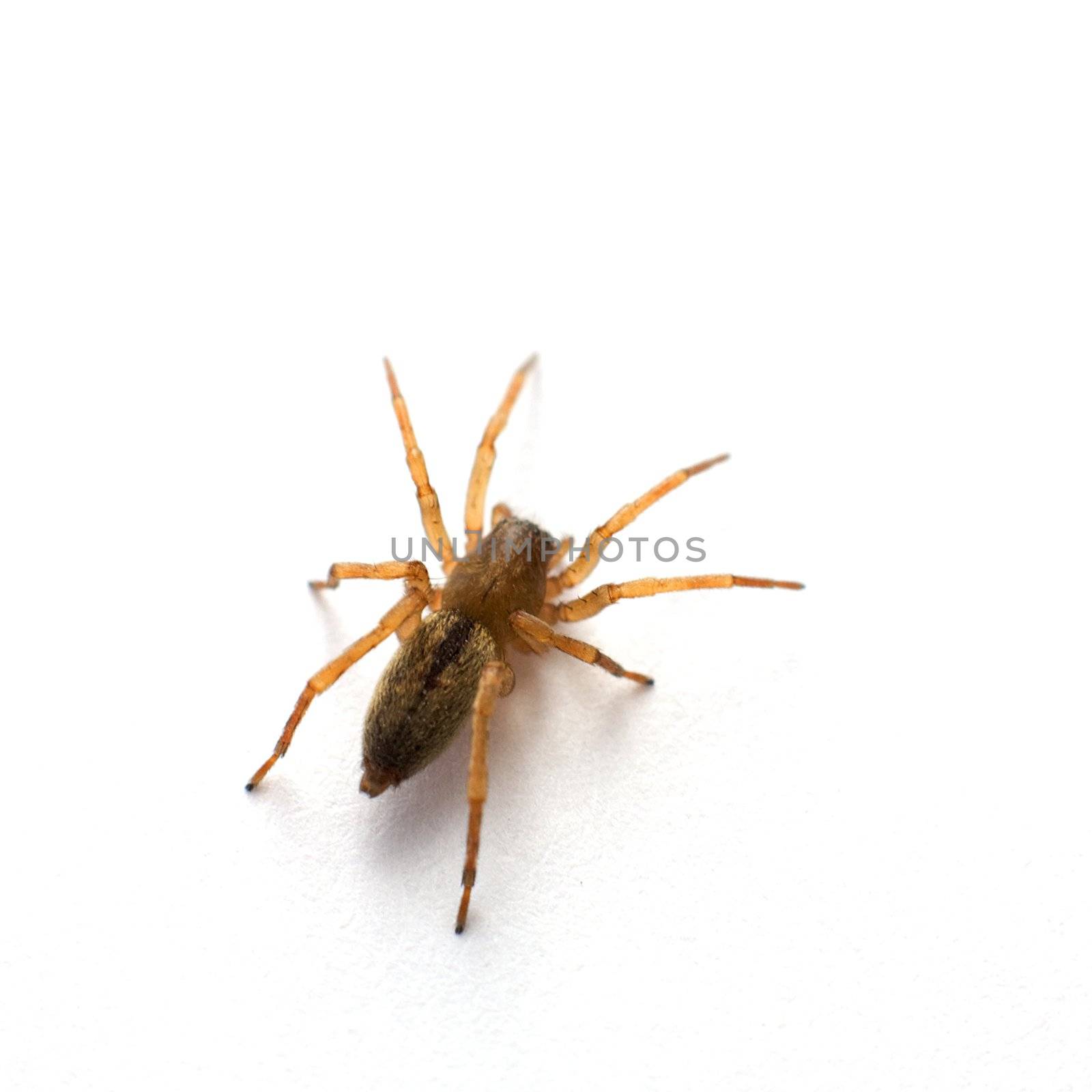 Brown spider photographed on a white background