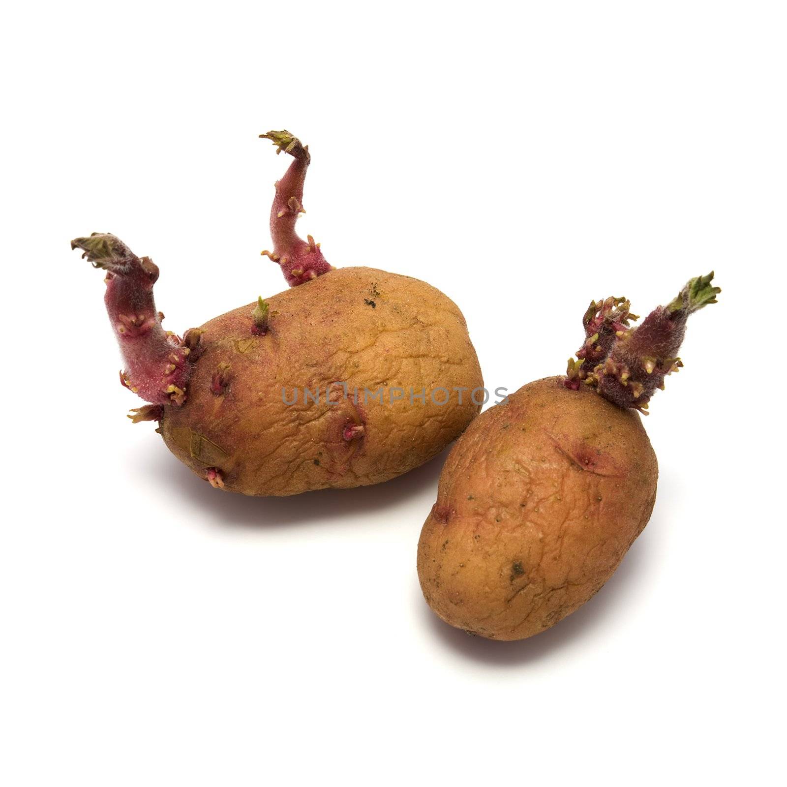 Seed potato by pzaxe