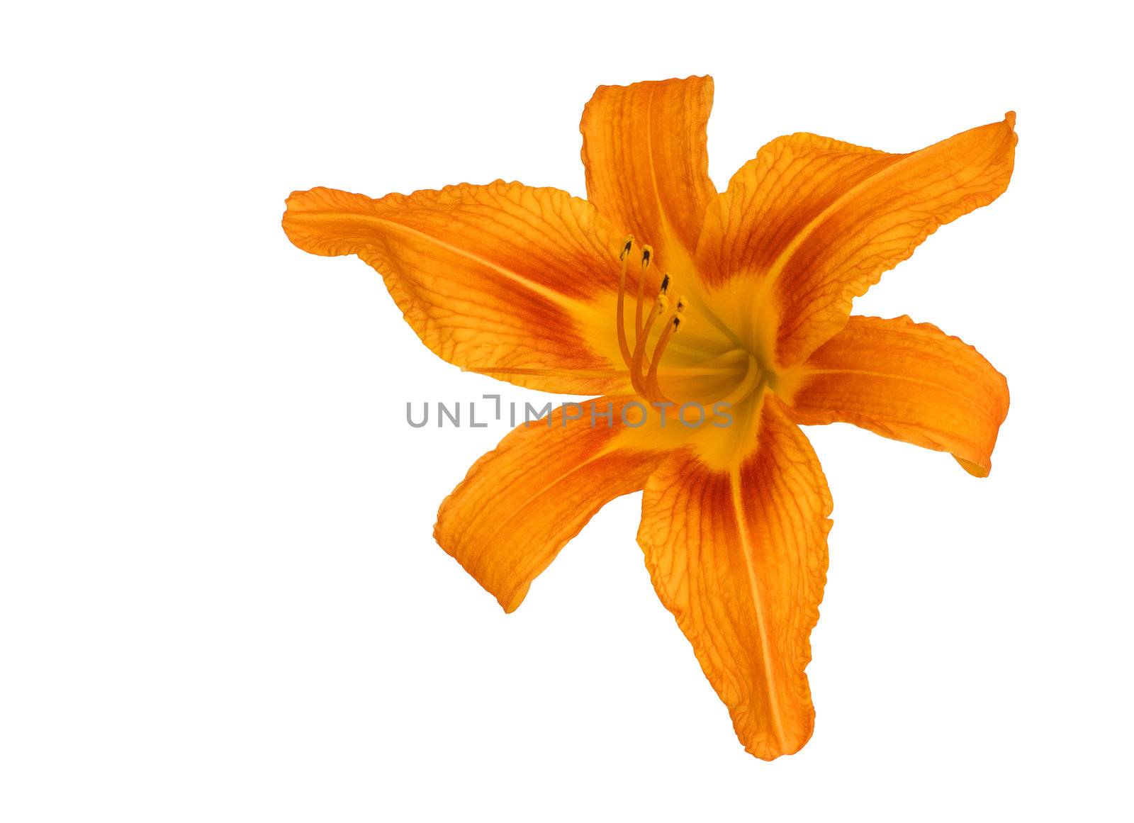 Tiger Lily isolated on a white background. It is one of several species of lily to which the common name Tiger lily is applied, and the species most widely so known.